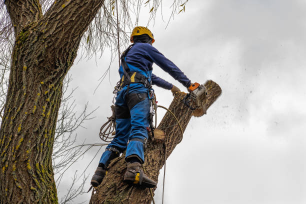 How Our Tree Care Process Works  in  Spring Valley, NY